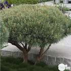 Pinus sylvestris Watereri,ctr 40L